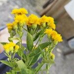 Inula spiraeifolia Kvet