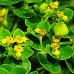 Euphorbia illirica Плод