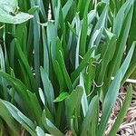 Camassia leichtlinii Habit