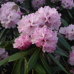 Rhododendron uvariifolium Flor