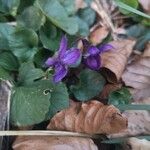 Viola odorata Flower