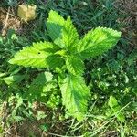 Verbena urticifolia Листок