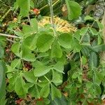 Adenia fruticosa