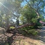 Vachellia farnesiana Hábito