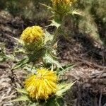 Carthamus arborescens Flor