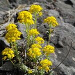 Alyssum serpyllifolium Hábito