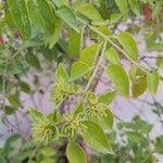 Jasminum multiflorum Folha