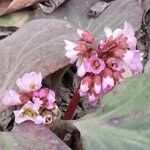 Bergenia crassifolia Virág