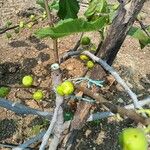 Ficus hispida Fruto