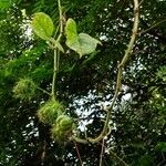 Passiflora foetida Altro