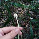 Posoqueria latifolia 花