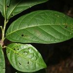 Coccoloba porphyrostachys List