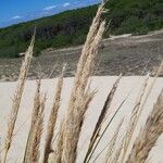 Ammophila arenaria Gyümölcs