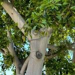 Ficus maxima Cortiza