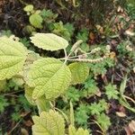 Boehmeria platanifolia Blad