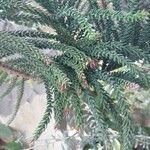 Araucaria scopulorum 葉