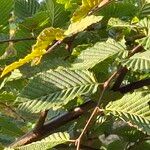 Carpinus japonica Leaf