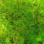 Selinum carvifolia Hoja