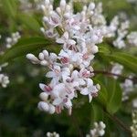 Ligustrum sinenseFlower