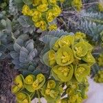 Euphorbia myrsinites Flower