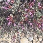 Thymus longiflorus Fula