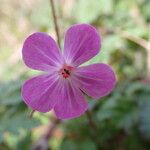 Geranium robertianumFiore