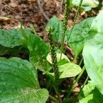 Plantago major Плід