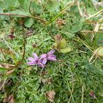 Silene acaulis Habit