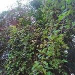 Vitis rotundifolia Folha