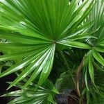 Livistona chinensis Folha