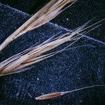 Festuca myuros Fruit