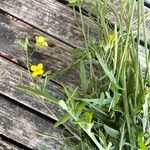 Diplotaxis tenuifoliaFlower