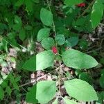 Lonicera canadensis Leaf