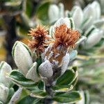 Linochilus rhomboidalis Floare