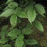 Canavalia oxyphylla Агульны выгляд