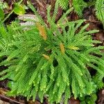 Lycopodium dendroideum Habitat