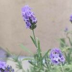 Lavandula latifolia Квітка