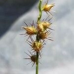 Cenchrus echinatus Fruit