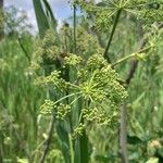 Angelica atropurpurea Flor