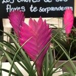 Tillandsia guatemalensis Blomst