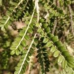 Sophora denudata Hoja