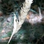 Phalaris aquatica Mbuma