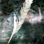 Phalaris aquatica Fruit