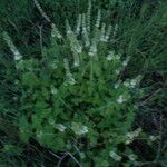 Platostoma hildebrandtii Plante entière