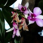 Dendrobium bigibbum Квітка