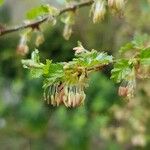 Nothofagus antarctica Кветка