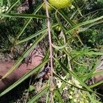 Gomphocarpus fruticosus Feuille