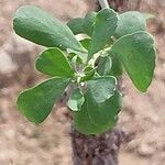 Nitraria retusa Leaf