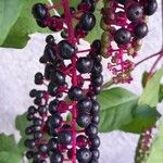 Phytolacca americana Frucht