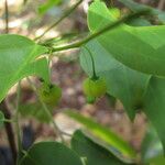 Phyllanthus luciliae